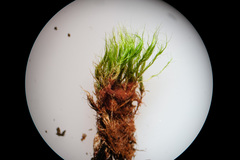 Flexitrichum gracile