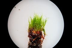 Flexitrichum gracile