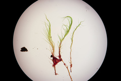 Flexitrichum gracile