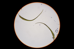 Flexitrichum gracile