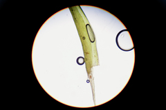 Flexitrichum gracile