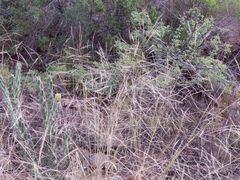 Aristida ternipes gentilis