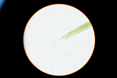 Flexitrichum gracile