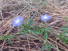 Ipomoea barbatisepala
