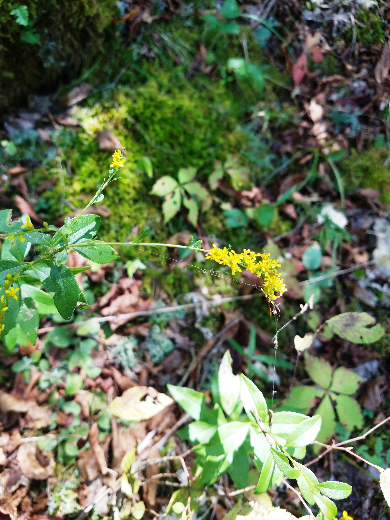 Solidago delicatula