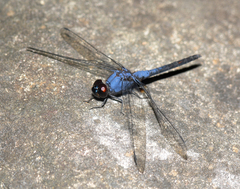 Trithemis festiva