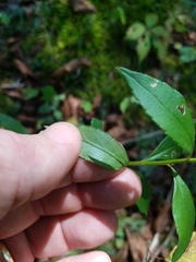 Solidago delicatula