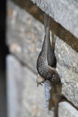 Limax conemenosi