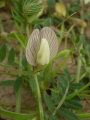 Vicia lutea lutea