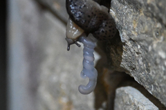 Limax conemenosi