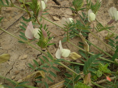 Vicia lutea lutea