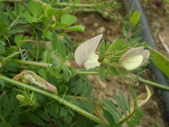 Vicia lutea lutea