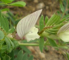 Vicia lutea lutea