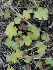 Alchemilla tubulosa