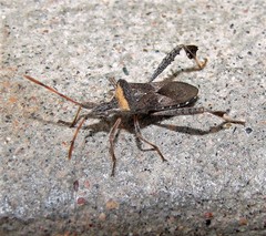 Leptoglossus concaviusculus