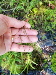 Juncus anthelatus