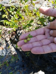 Phyllanthopsis phyllanthoides