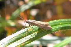 Diurnea lipsiella