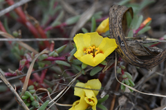Portulaca grandiflora