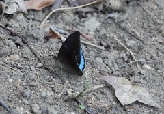 Tanaecia whiteheadi