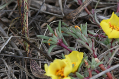 Portulaca grandiflora