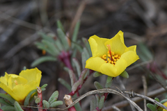 Portulaca grandiflora