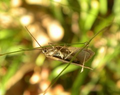 Diurnea lipsiella