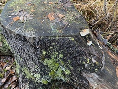 Osteina undosa