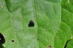 Membracidae