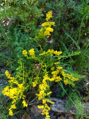 Solidago delicatula