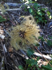 Clematis ouachitensis