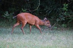 Cephalophorus natalensis