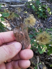 Clematis ouachitensis