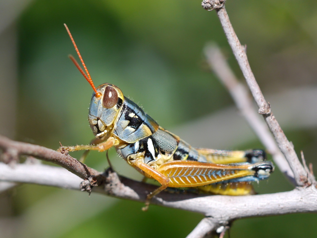 Melanoplus aridus