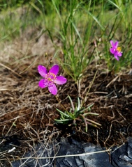 Phemeranthus calycinus