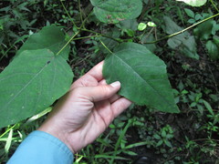 Populus heterophylla