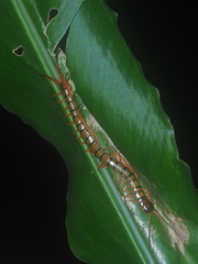 Scolopendra subspinipes