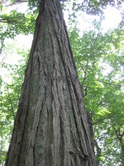Populus heterophylla