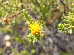 Parastrephia lucida