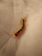 Lithobius variegatus