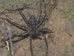 Heteropoda tetrica