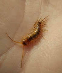 Lithobius variegatus
