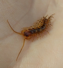 Lithobius variegatus