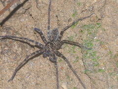 Heteropoda tetrica