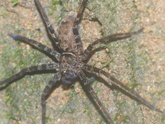Heteropoda tetrica