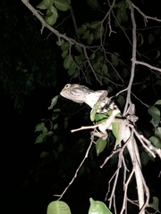 Calotes versicolor