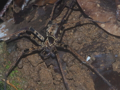 Heteropoda tetrica