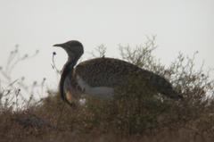 Chlamydotis undulata