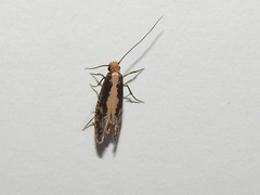 Monopis obviella