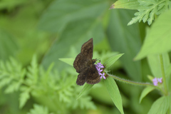 Pellicia dimidiata